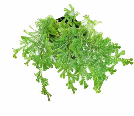 Five Potted Plants Peacock Fern Plant Selaginella Unicinata