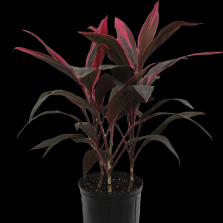 Five Potted Plants Pink Dracena Plant Cordyline