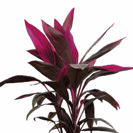 Five Potted Plants Pink Dracena Plant Cordyline