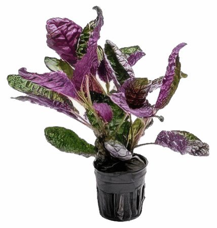 Five Potted Plants Purple Stricta Plant Hemigraphis Colorata