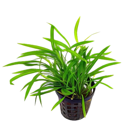 Five Potted Plants Pygmy Chain Sword Plant Echinodorus quadricostatus