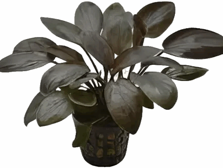 Five Potted Plants Red Bleeding Heart Plant Lagenandra Meeboldii