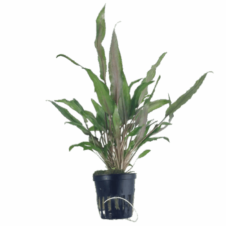 Five Potted Plants Red Cryp Plant Cryptocoryne Undulatus