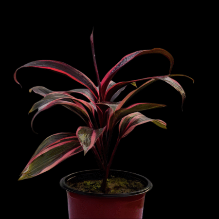 Five Potted Plants Red Dracena Plant Dracena Species