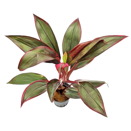 Five Potted Plants Red Edge Dracena Plant Cordyline