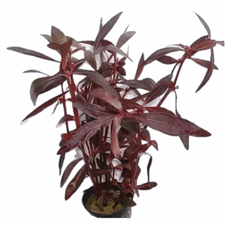 Five Potted Plants Red Ivy Plant Alternanthera Sessillis