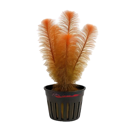 Five Potted Plants Red Mygriob Plant Mygriophyllum Matogrossense