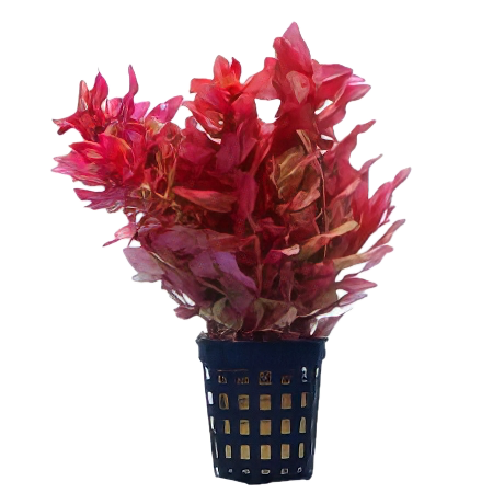 Five Potted Plants Red Narrow Leaf Macranda Rotala Plant Rotala Macranda