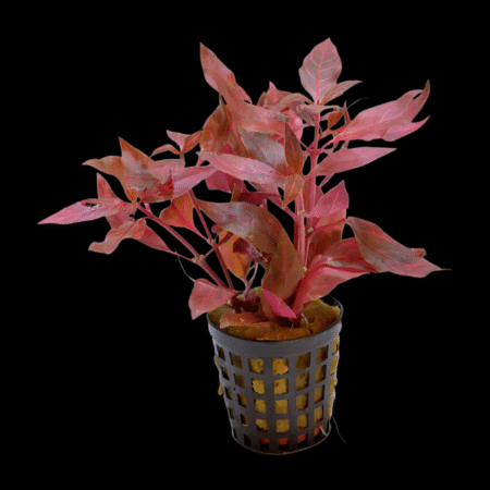 Five Potted Plants Red Stem Plant Alternanthera Conferta