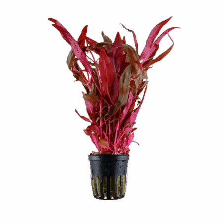 Five Potted Plants Red and Pink Ocipus Plant Alternanthera Ocipus