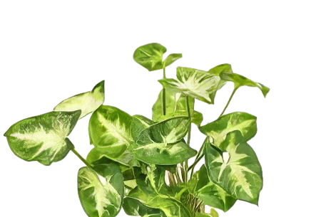 Five Bunched Plants Stardust Plant Syngonium Podophyllum