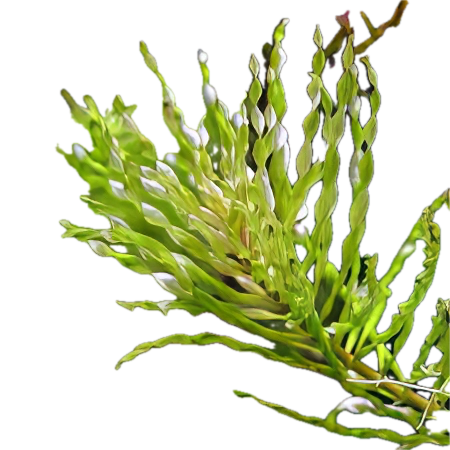 Five Bunched Plants Torando Ludwigia Plant Ludwigia Inclinata