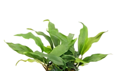 Five Bunched Plants Variable Leaf Water Hyacinth Plant Eichhornia Diversifolia