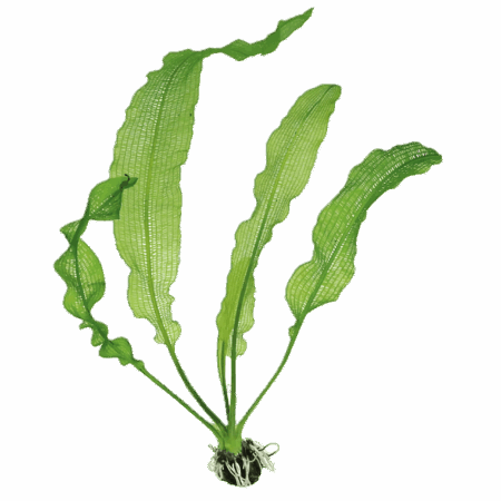 Five Potted Plants Henkels Lace Plant Aponogeton Henkelianus