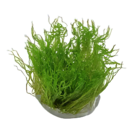 Five Portions of Plants Flame Moss Plant Taxiphyllum Sp Flame