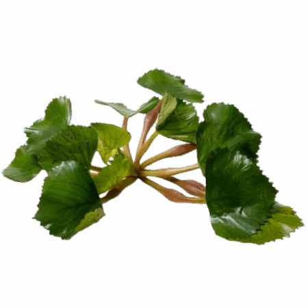 Five Portions of Plants Floating Water Chestnut Plant Trapa Natans