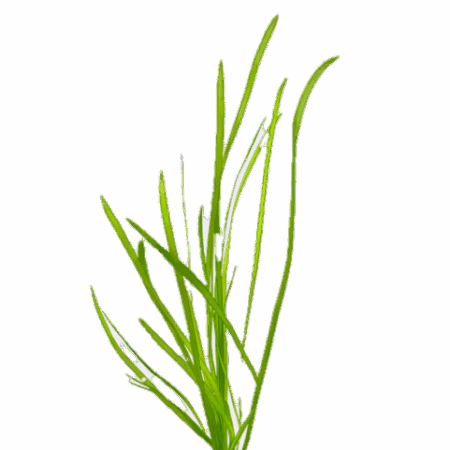 Five Bunched Plants Twisted Giant Corkscrew Vallis Vallisneria Asiatica