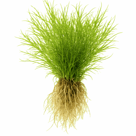 Five Bunched Plants Guppy Grass Plant Najas Indica