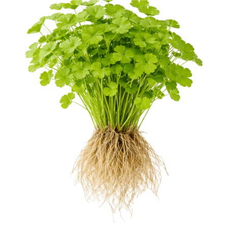 Five Bunched Plants Japanese Pennywort Plant Hydrocotyle Tripartita