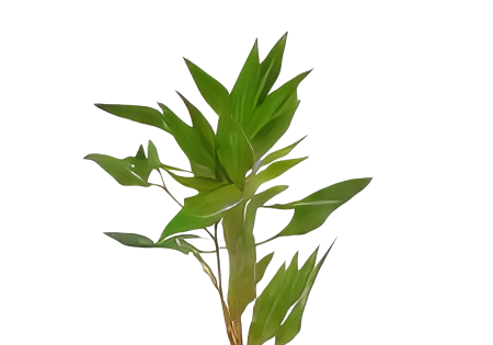 Five Bunched Plants Willow Hygro Plant Hygrophila Angustifolia