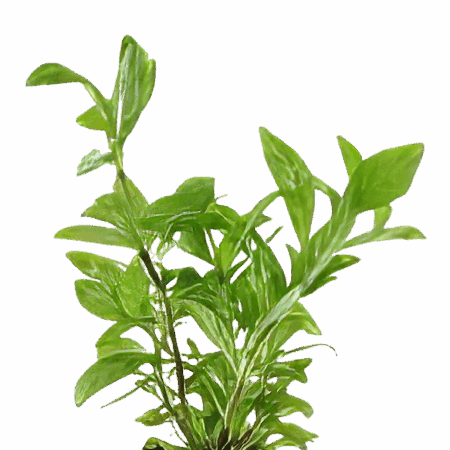 Five Bunched Plants Variable Leaf Plant Hygrophila Polysperma Variabilis
