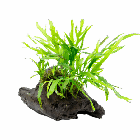 Java Fern Mini Plant on Driftwood 15cm