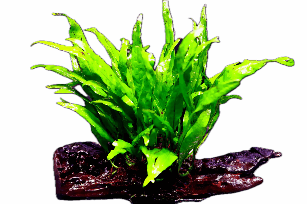 Java Fern Narrow Leaf Plant on Driftwood 10cm – Sims Tropical Fish ...