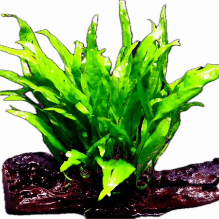 Java Fern Narrow Leaf Plant on Driftwood 15cm