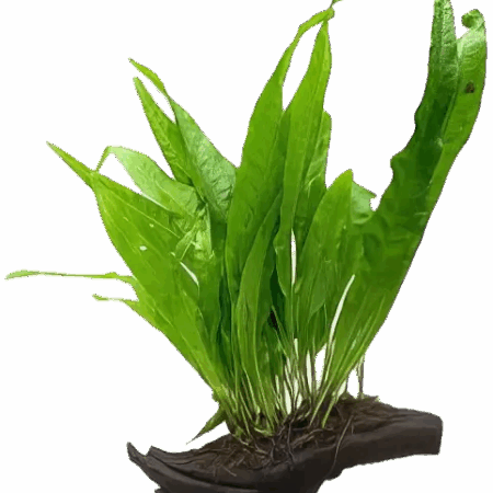 Java Fern Plant on Driftwood 10cm