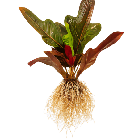 Five Bunched Plants Josephs Coat Garden Croton Plant Croton Multicolour