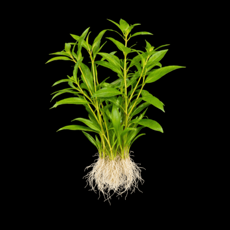 Five Bunched Plants Aromatic Limnophila Plant Limnophila Aromatica