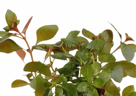 Five Bunched Plants Submersed Creeping Ludwigia Plant Ludwigia Repens