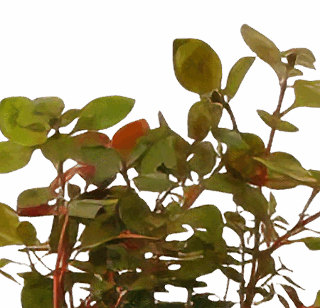 Five Bunched Plants Super Red Ludwigia Plant Ludwigia Repens