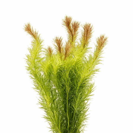 Five Bunched Plants Red Needle Herb Plant Mayaca Sellowiniana