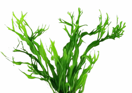 Five Bunched Plants Windelov Java Fern Plant Microsorium Windelov