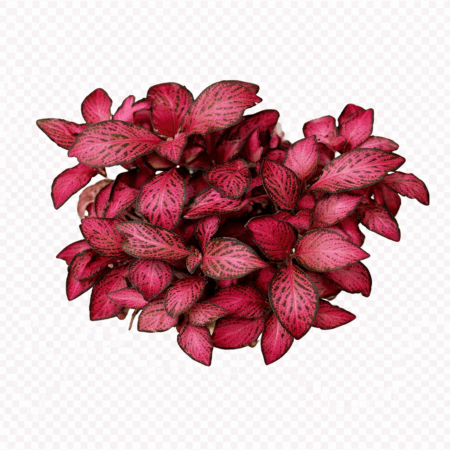 Five Bunched Plants Red Nerve Mosaic Plant Fittonia Argyronanta