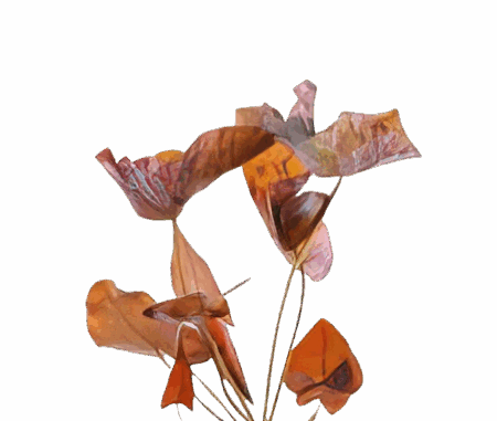 Five Bunched Plants Red Tiger Lotus Bulb Plant Nymphea Rubra