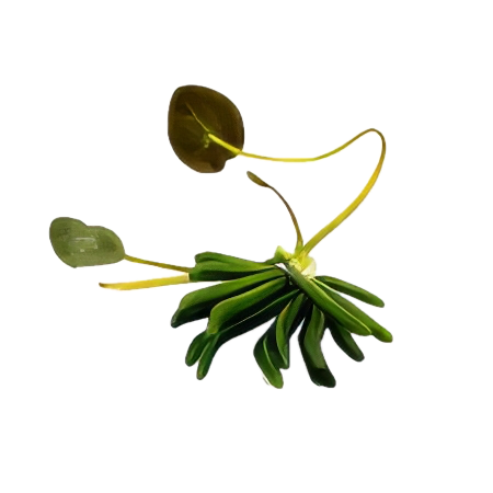 Five Potted Plants Banana Plant Nymphoides Aquatica