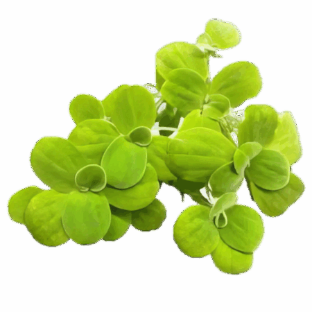 Five Portions of Plants Floating Water Lettuce Plant Pistia Stratiotes