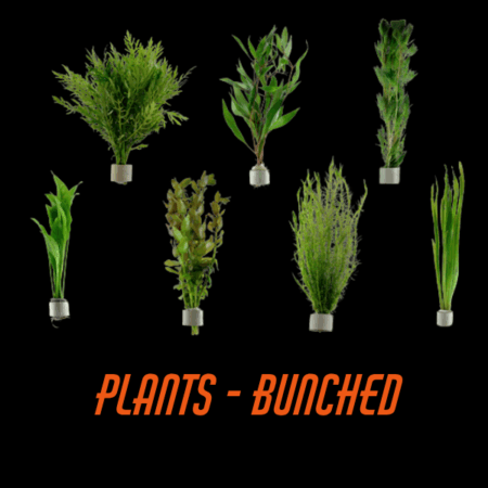 Plants - Bunched