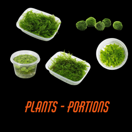 Plants - Portions