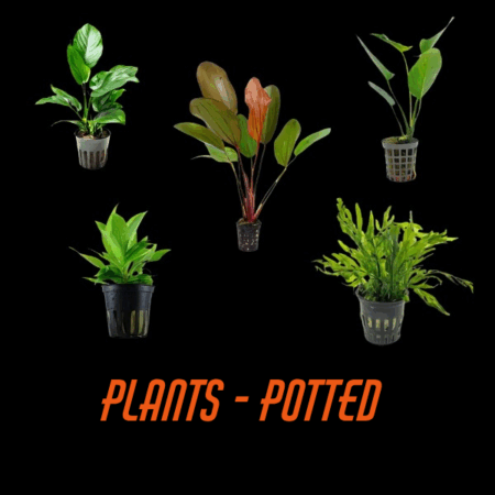 Plants - Potted