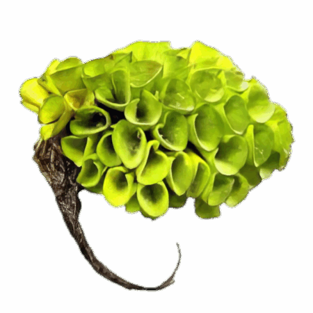 Five Portions of Plants Floating Asian Water Moss Plant Salvinia Cucullata