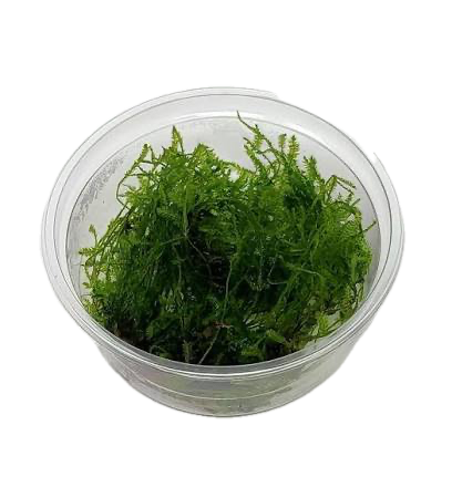 Five Portions of Plants Spikey Moss Plant Taxiphyllum Sp Spikey