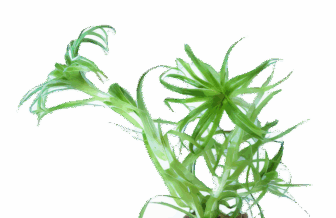 Five Bunched Plants Tonina Belem Plant Syngonanthus Macrocaulon