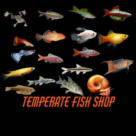 Temperate Fish