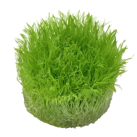 Five Portions of Plants Carnivorous Carpet Plant Utricularia Graminifolia