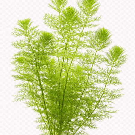 Five Portions of Plants Greater Bladderwort Plant Utricularia Vulgaris