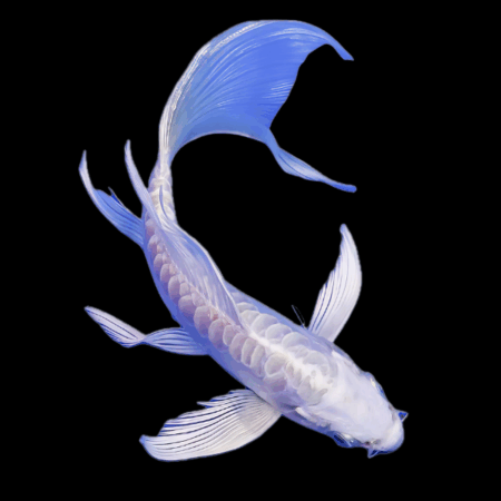 Platinum Doitsu Butterfly Japanese Koi Carp Cyprinus Carpio 6cm