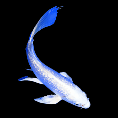 Platinum Gin Rin Butterfly Japanese Koi Carp Cyprinus Carpio 6cm